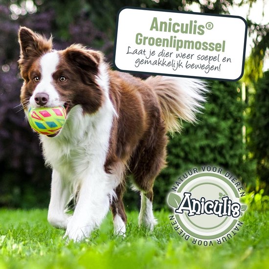 Aniculis - Groenlipmossel poeder Extract voor honden, katten & paarden (500g) - Voor gewrichten, kraakbeen & bewegingsapparaat - Bijzonder hoog gehalte Glycosaminoglycanen - Aniculis