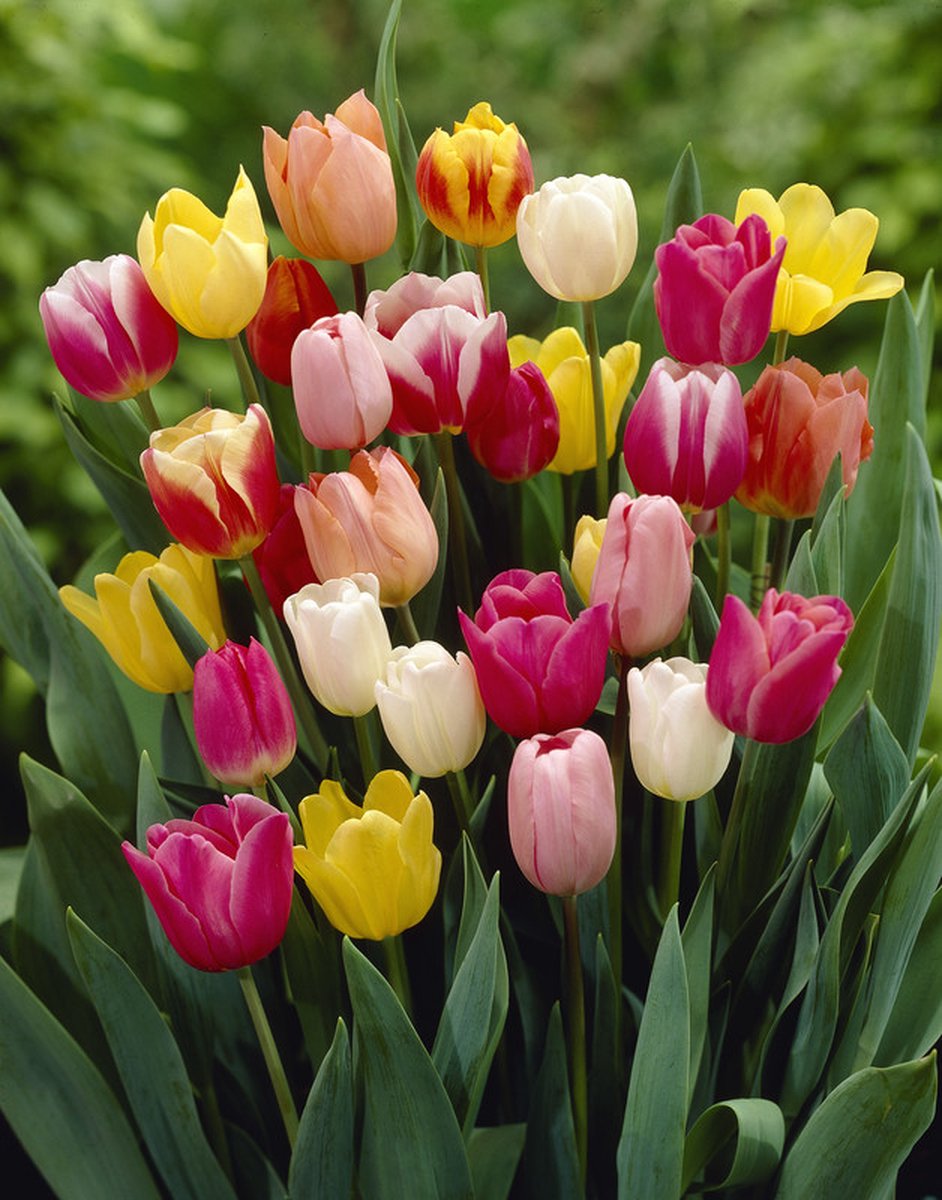 Bulbs4you - Super Deal - Tulp triumph mix 20 stuks - tulpen - tulpenbollen - bloembollen