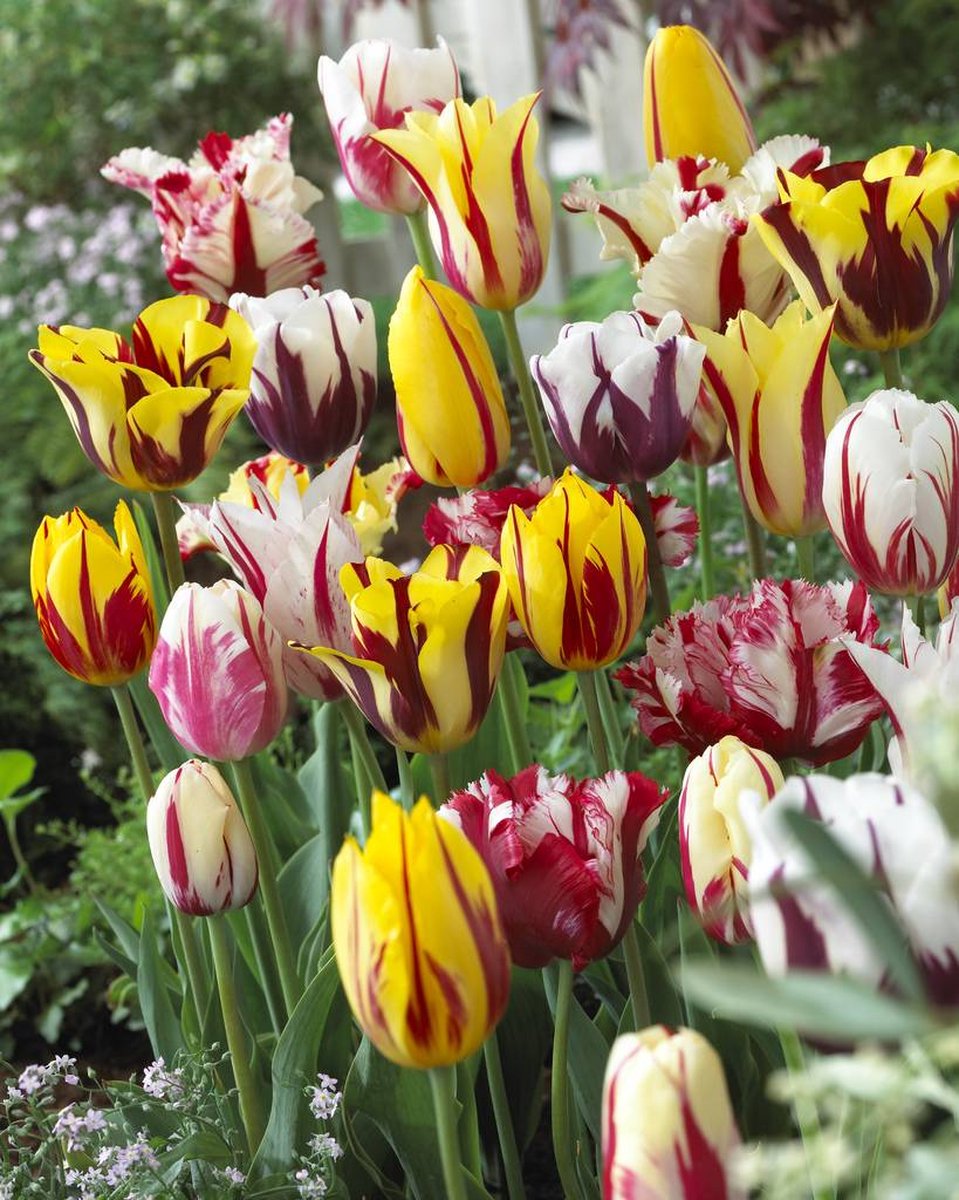 Tulp Rembrandt Mix | 10 stuks | Tulpenbollen