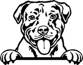 Sticker - Glurende Hond - Amerikaanse Pitbull - Zwart - 25x20cm - Peeking Dog