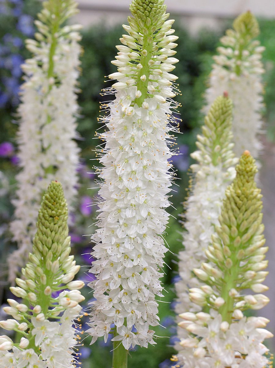 2x Naald van Cleopatra 'Eremurus himalaicus' - BULBi® Bloembollen met bloeigarantie