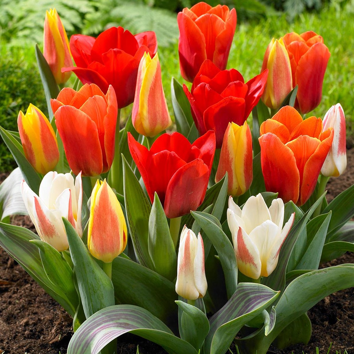 Tulp Greigii Mix | 10 stuks | Tulpenbollen