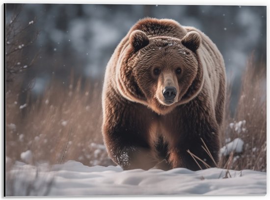 Dibond - Bruine beer loopt door de natuur in de sneeuw - 40x30 cm Foto op Aluminium (Wanddecoratie van metaal)