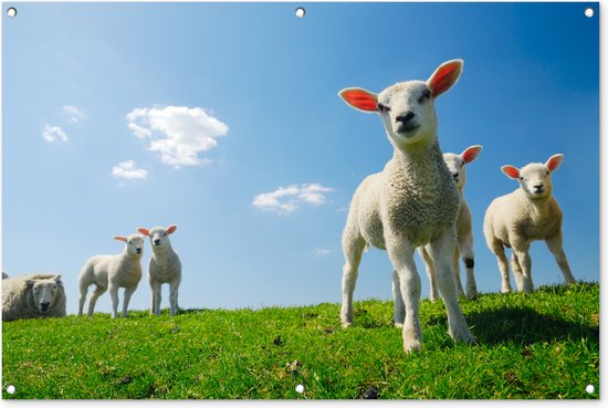 Affiche de jardin - Toile de jardin - Posters de jardin extérieur - Mouton - Printemps - Paysage - 120x80 cm - Jardin