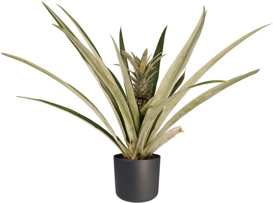 Mama's Planten - Koffieplant (‘Coffea Arabica’) In ELHO Vibes Fold Sierpot (zijdewit) - Vers Van De Kweker - ↨ 25cm - ⌀ 14cm