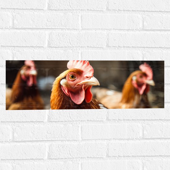 Muursticker - Bruine hanen staan buiten in de kippen ren - 60x20 cm Foto op Muursticker