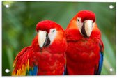 Tuinposter – Twee papegaaien zitten langs elkaar in een bos - 60x40 cm Foto op Tuinposter (wanddecoratie voor buiten en binnen)