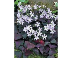 20x Klaverzuring 'Oxalis triangularis' - BULBi® Bloembollen met bloeigarantie