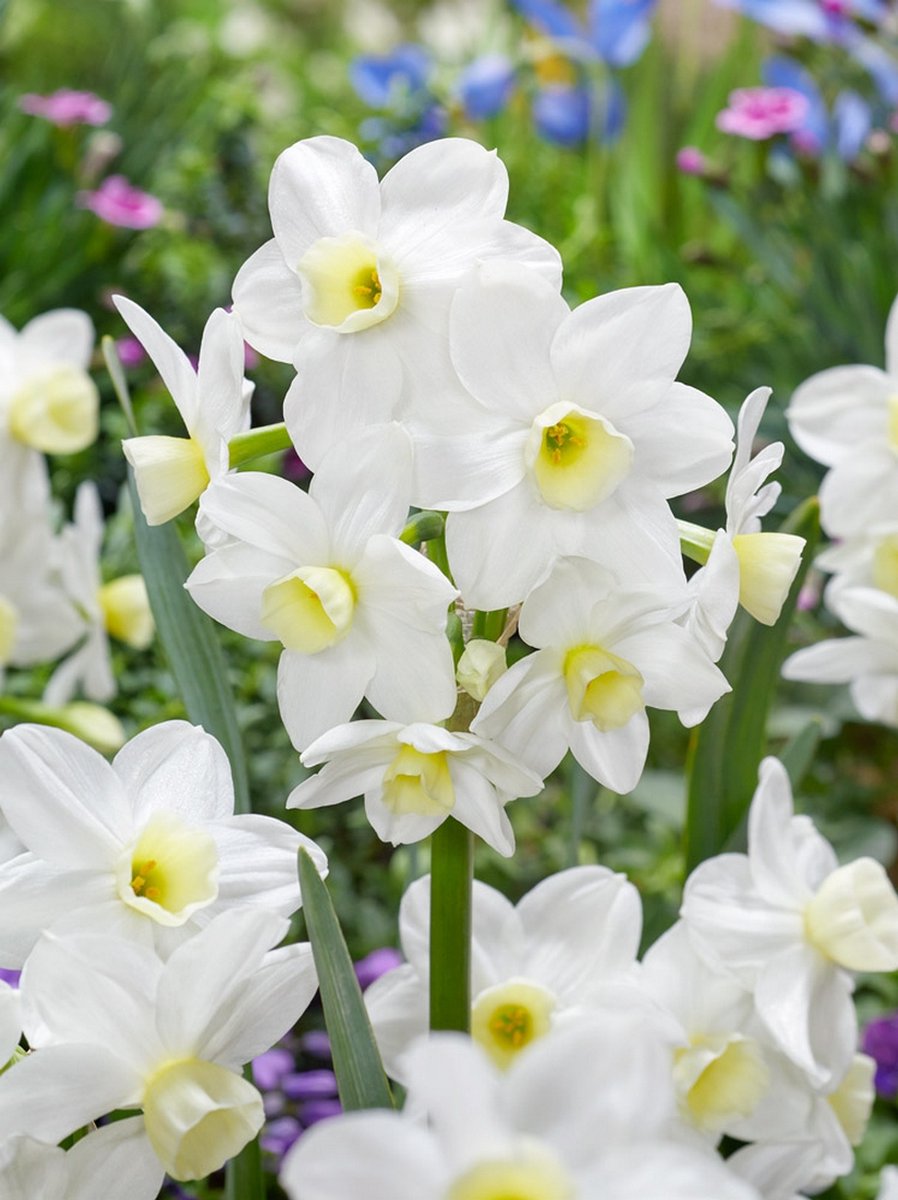 10x Narcissen 'Silver chimes' - BULBi® Bloembollen met bloeigarantie