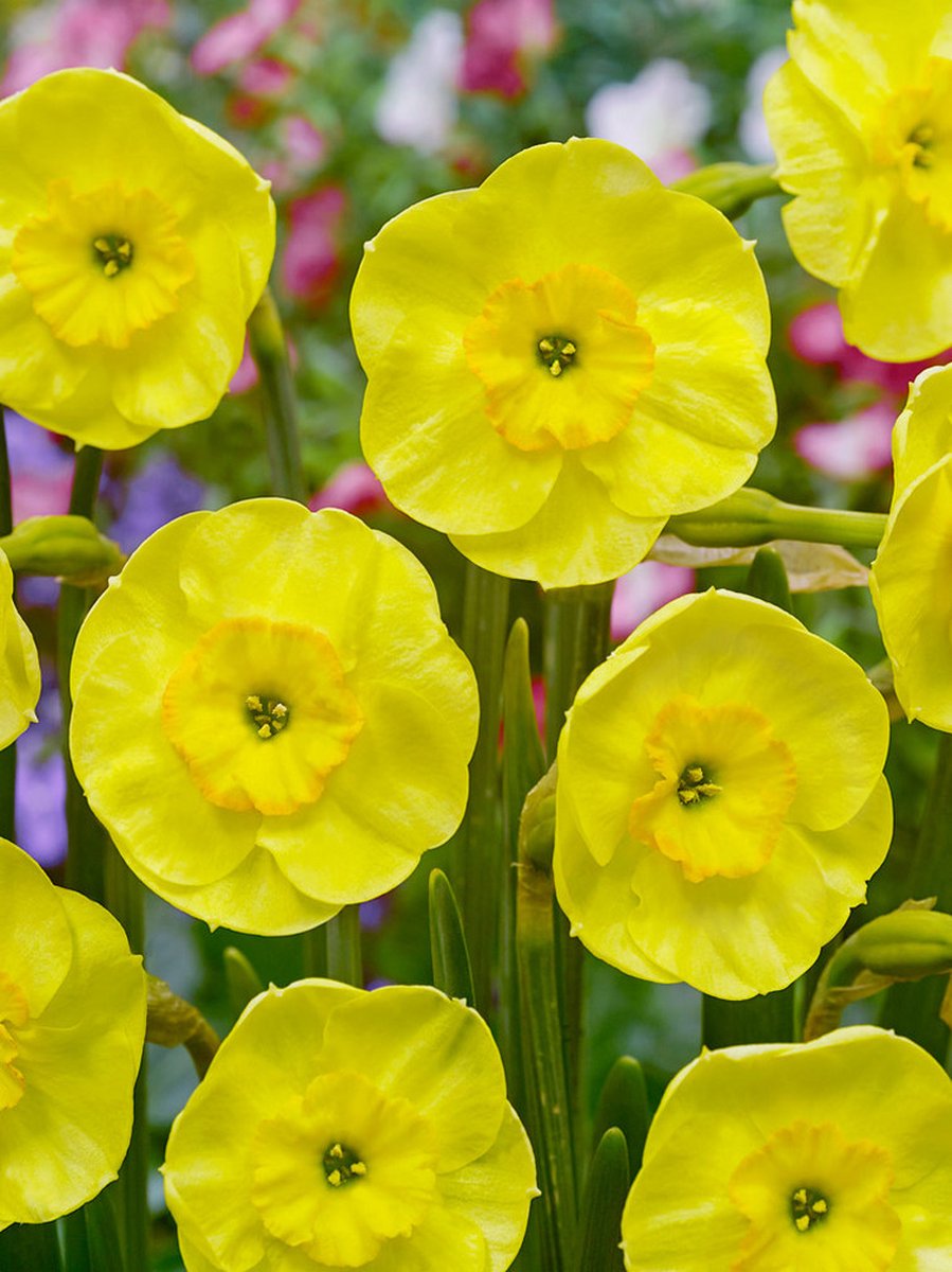 20x Narcissen 'Sun disc' - BULBi® Bloembollen met bloeigarantie