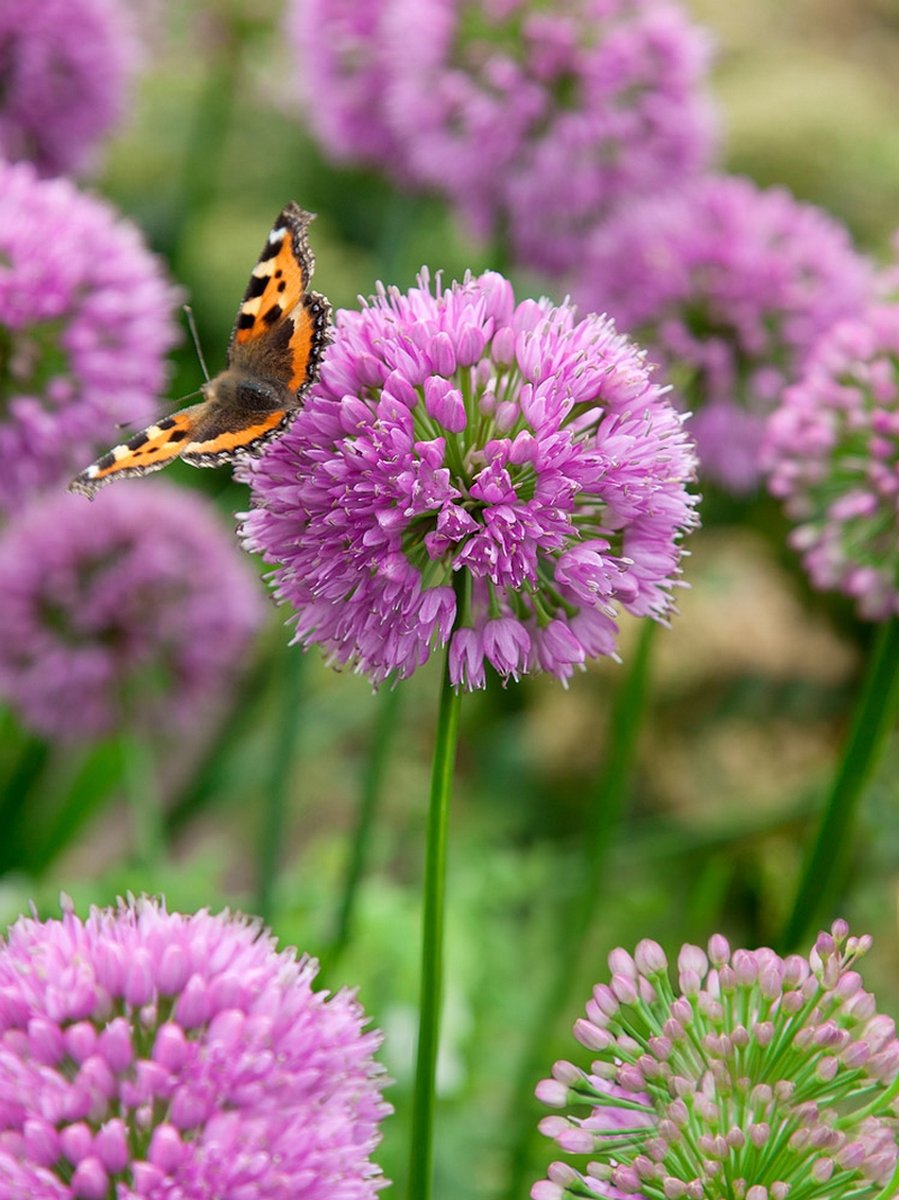 2x Allium 'Millenium' - BULBi® Bloembollen met bloeigarantie
