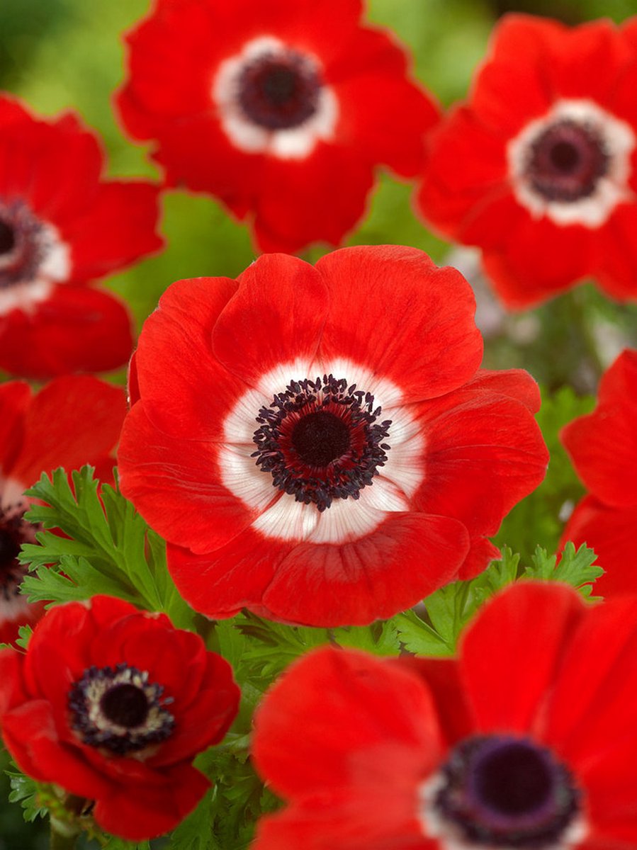 50x Anemoon 'Hollandia coronaria' - BULBi® Bloembollen met bloeigarantie