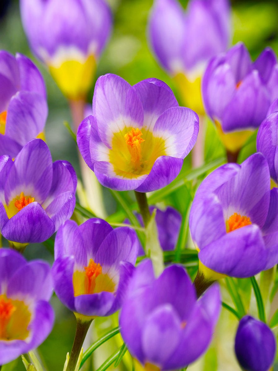 40x Crocus 'Tricolor sieberi' - BULBi® Bloembollen met bloeigarantie