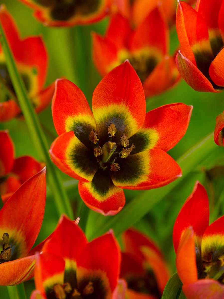 25x Tulpen 'Little princess' - BULBi® Bloembollen met bloeigarantie