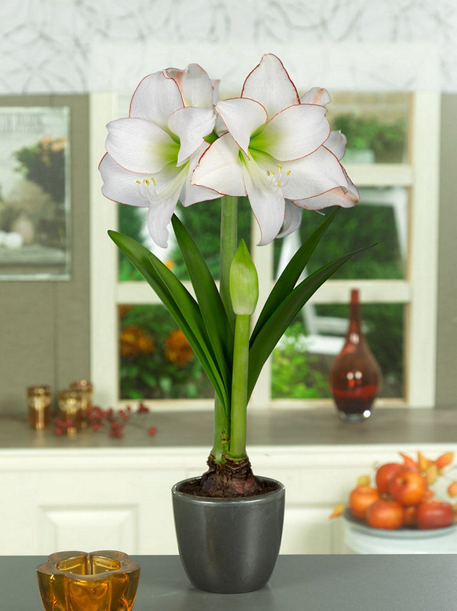 1x Hippeastrum 'Picotee' - BULBi® Bloembollen met bloeigarantie