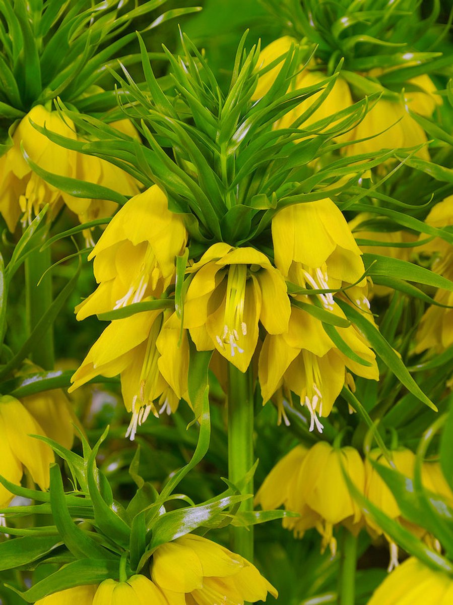 2x Fritillaria 'Fritillaria lutea imperialis' - BULBi® Bloembollen met bloeigarantie