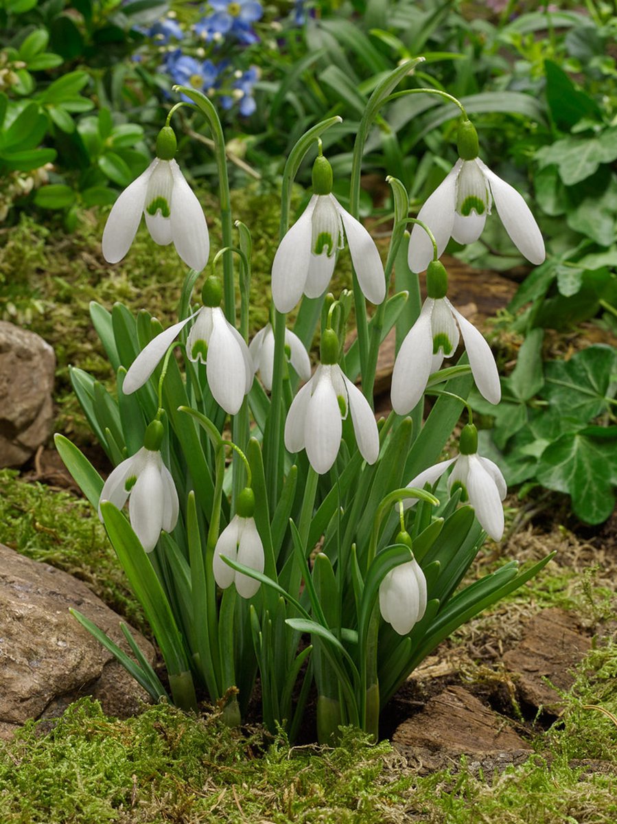 4x Galanthus 'Galanthus magnet' - BULBi® Bloembollen met bloeigarantie