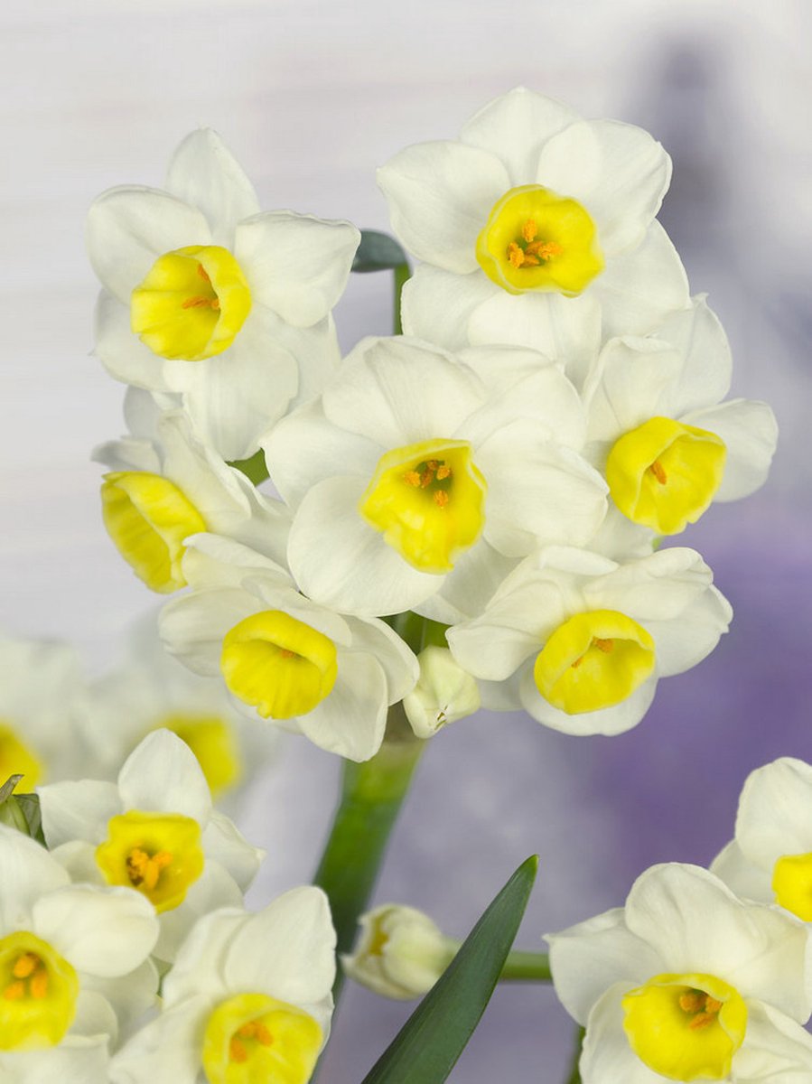 5x Narcissen 'Avalanche' - BULBi® Bloembollen met bloeigarantie
