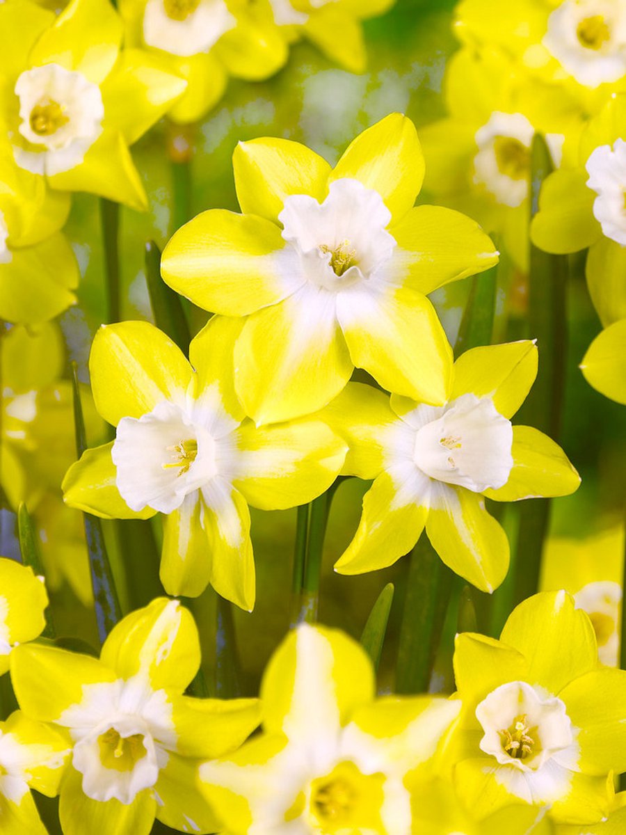 10x Narcissen 'Pipit' - BULBi® Bloembollen met bloeigarantie