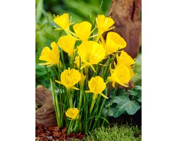 25x Narcissen 'Golden bells bulbocodium' - BULBi® Bloembollen met bloeigarantie