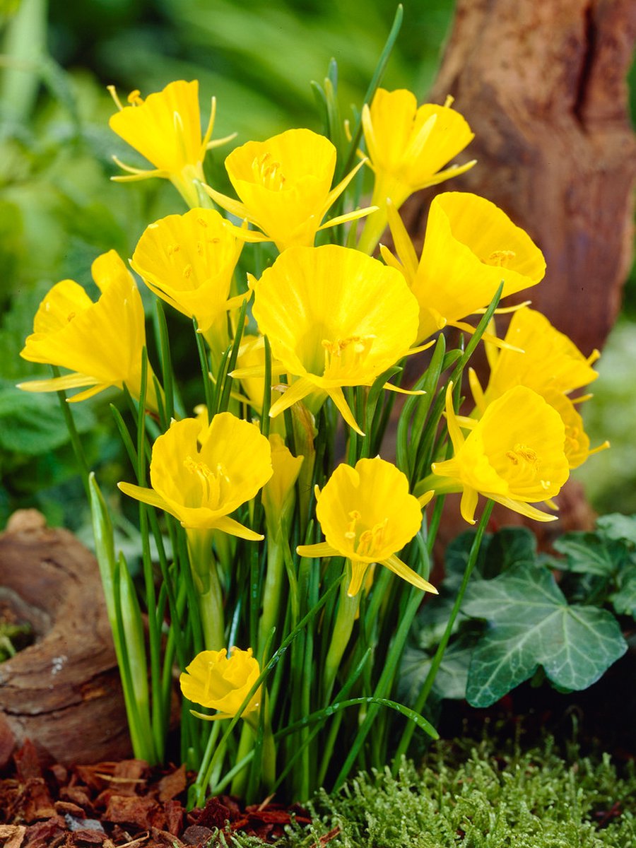25x Narcissen 'Golden bells bulbocodium' - BULBi® Bloembollen met bloeigarantie