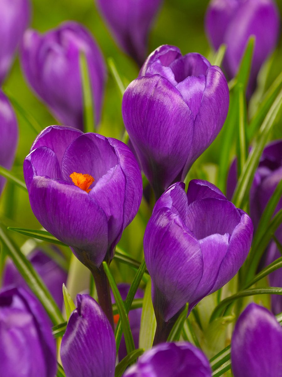 50x Crocus 'Flower record grootbloemig' - BULBi® Bloembollen met bloeigarantie
