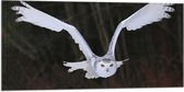 Vlag - Sneeuwuil vliegt door de lucht heen met een bos op de achtergrond - 100x50 cm Foto op Polyester Vlag