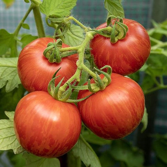 Tomaten zaden Tomaat Red Zebra improved bol