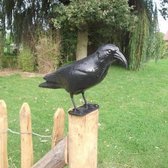 Épouvantail / répulsif pigeon corbeau / corbeau noir en plastique