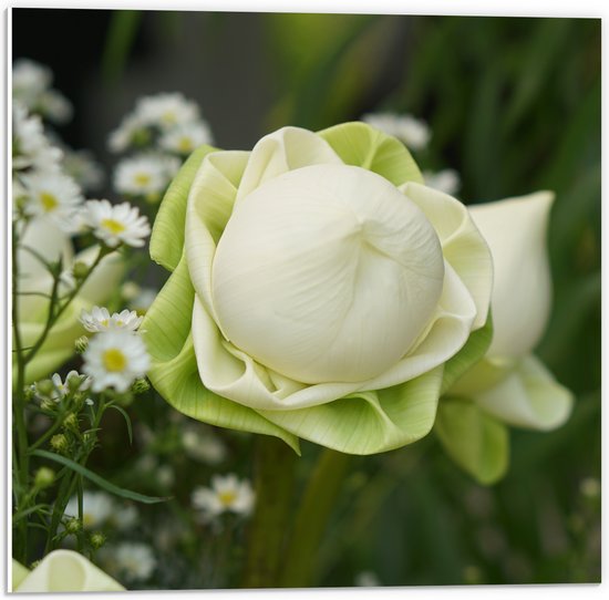 PVC Schuimplaat- Nog Niet Uitgebloeide Wit met Groene Lotus Bloem - 50x50 cm Foto op PVC Schuimplaat