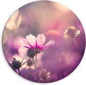 Dibond Muurcirkel - Cosmea Bloemen met Paarse Gloed als Achtergrond - 80x80 cm Foto op Aluminium Muurcirkel (met ophangsysteem)