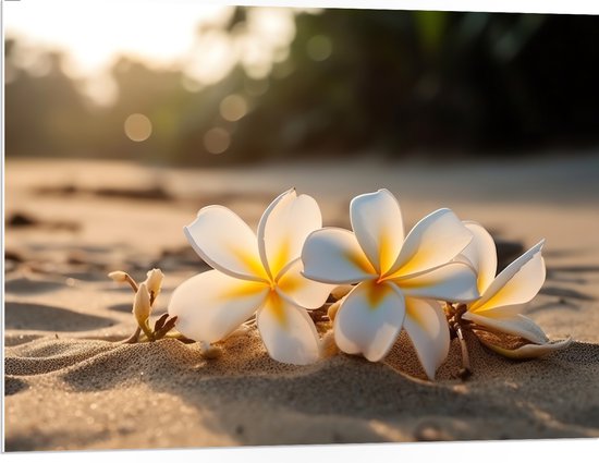 PVC Schuimplaat - Wit met Gele Plumeria Alba Bloemen op Zand - 100x75 cm Foto op PVC Schuimplaat (Met Ophangsysteem)