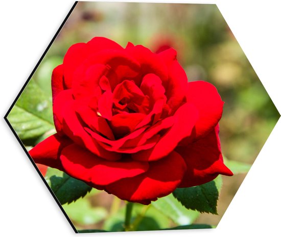 Dibond Hexagon - Mooie Fel Rode Bloeiende Roos - Bloemen - 30x26.1 cm Foto op Hexagon (Met Ophangsysteem)