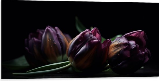 Dibond - Paarse Tulpen in het Donker - Bloemen - 100x50 cm Foto op Aluminium (Met Ophangsysteem)