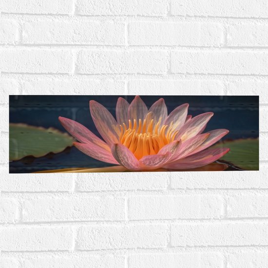 Muursticker - Lotus Bloem Drijvend op Lelieblad en Water - 60x20 cm Foto op Muursticker