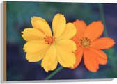 Hout - Fel Oranje en Gele Cosmos Bloemen voor Donker Groene Achtergrond - 75x50 cm - 9 mm dik - Foto op Hout (Met Ophangsysteem)