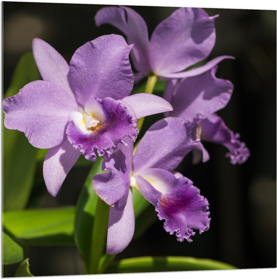 Acrylglas - orchidee met witte knopjes en diverse paarse tinten - Bloem - 100x100 cm Foto op Acrylglas (Met Ophangsysteem)
