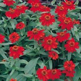 Zinnia x Hybrida Double Fire