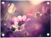Tuinposter – Cosmea Bloemen met Paarse Gloed als Achtergrond - 40x30 cm Foto op Tuinposter (wanddecoratie voor buiten en binnen)