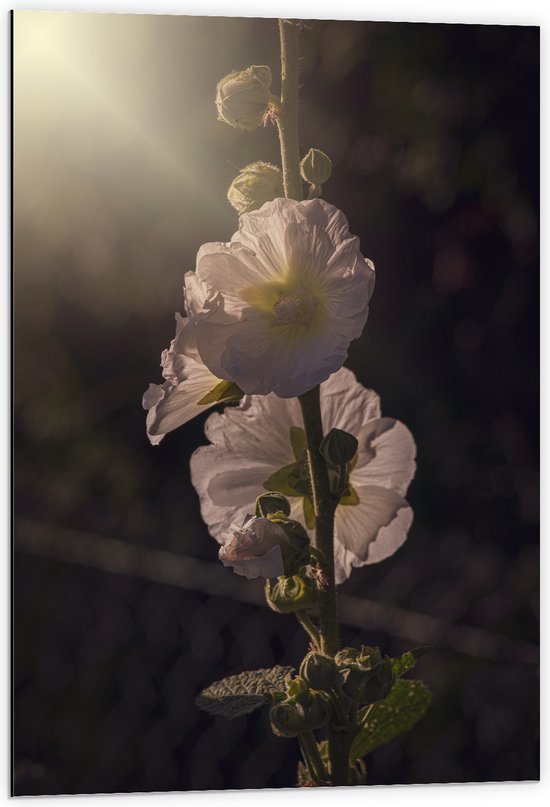 Dibond - Stokroos bloem lichtroze kleur met donkere achtergrond - 60x90 cm Foto op Aluminium (Met Ophangsysteem)