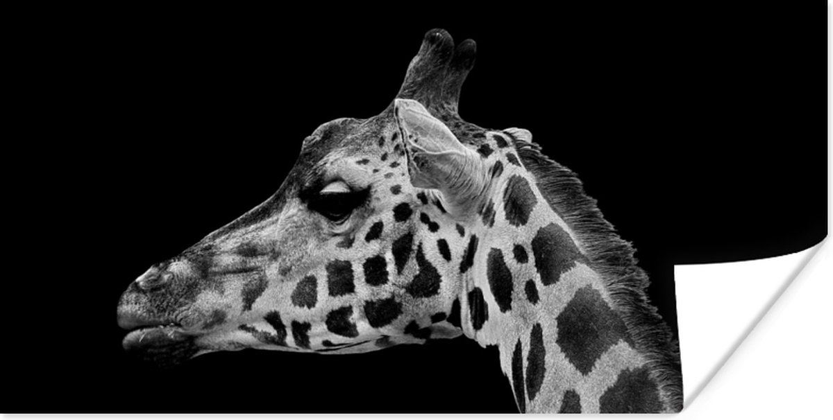 Poster Dieren - Giraffe - Zwart - Wit - 160x80 cm