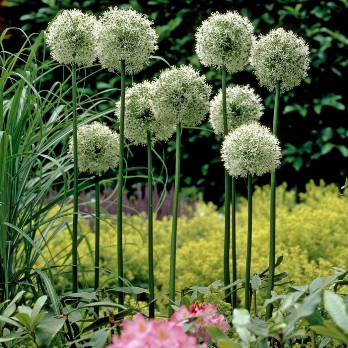 Allium Mount Everest | 1 stuk | Sierui | Alliumbol