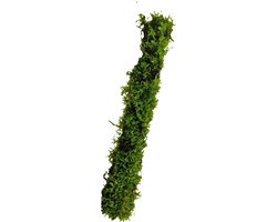 Bamboostok met Javamos XL 30 cm - Aquarium mos - Aquariumplant - Aquarium decoratie - Moerings