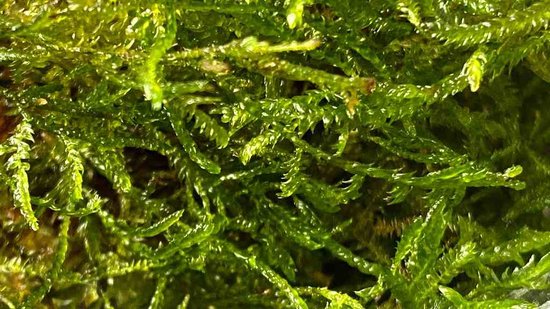 Waterplant Cryptocoryne crispatula in-vitro | Aquariumplant