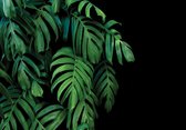 Fotobehang - Planten - Achtergrond - Vliesbehang - (312 x 219 cm)