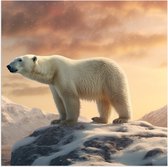 Poster Glanzend – Ijsbeer - Dier - Ijs - Sneeuw - Wit - 50x50 cm Foto op Posterpapier met Glanzende Afwerking