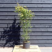 Acer palmatum C15 150-175 cm