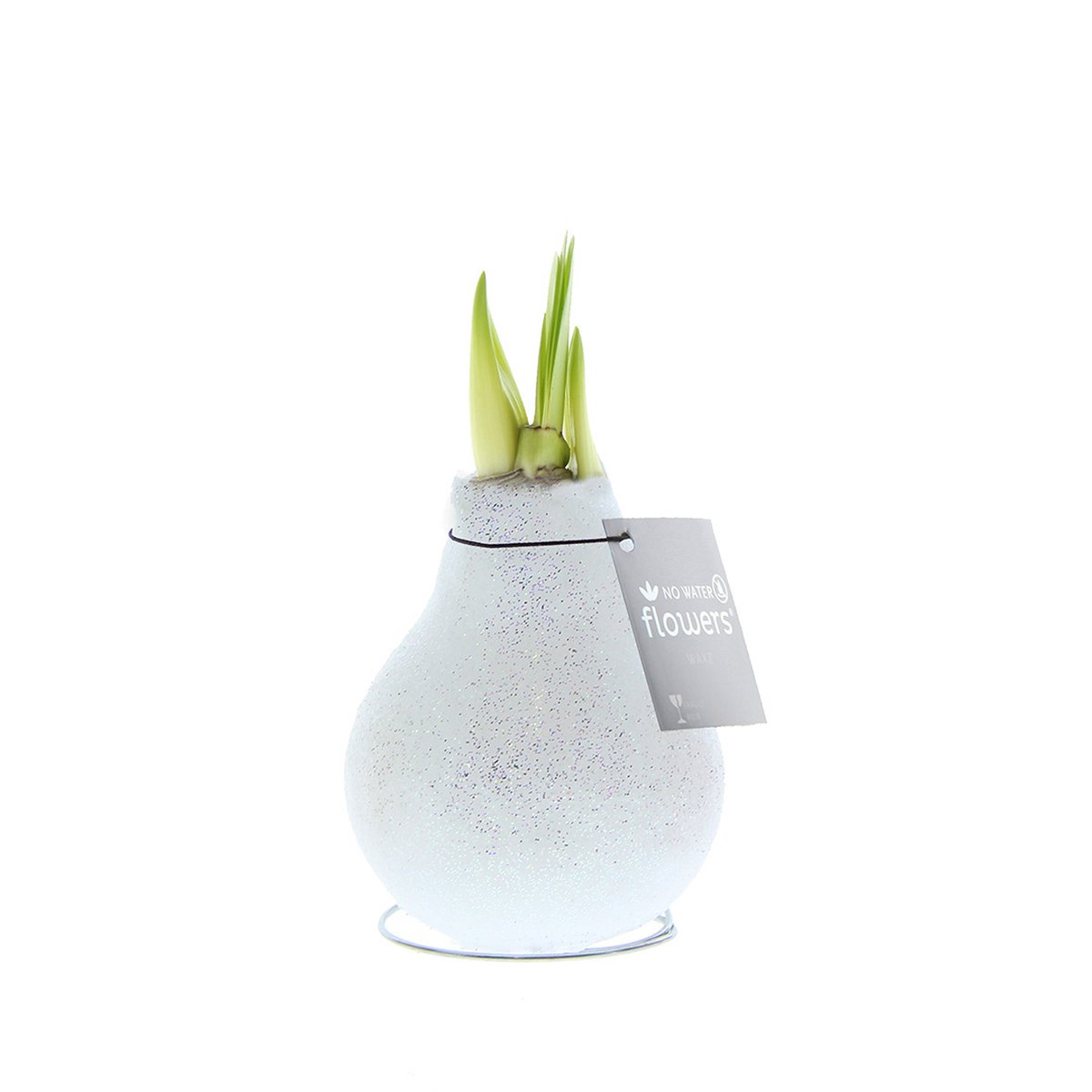 Waxz Amaryllis No Water Flowers® Glitterz Charm White