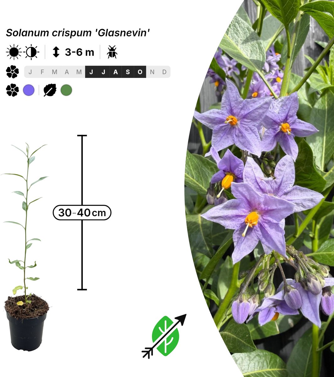 Singleplants - 20x Solanum crispum 'Glasnevin' - Pot P9,5 - klimplant - in bloeiperiode