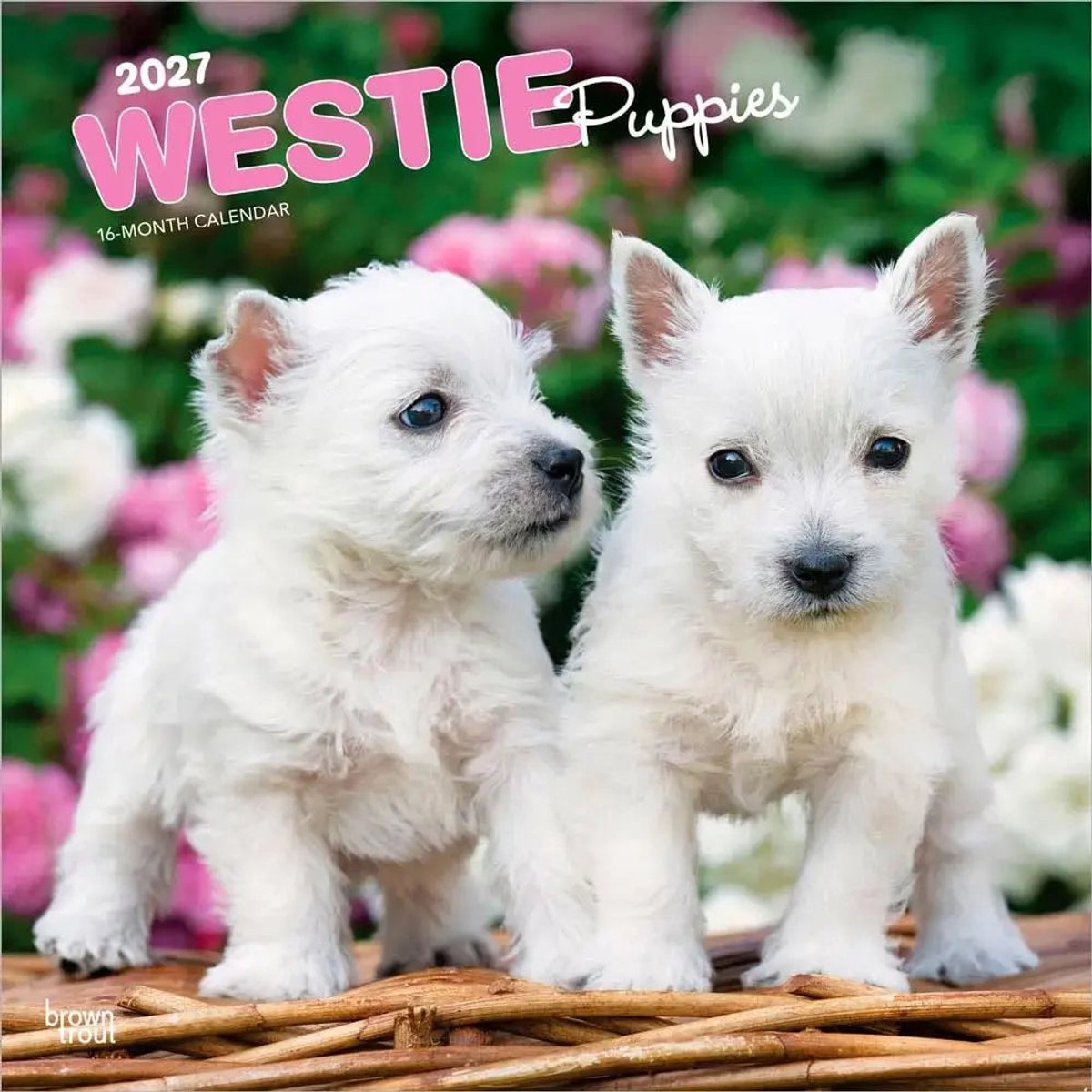West Highland White Terrier Puppies Kalender 2027